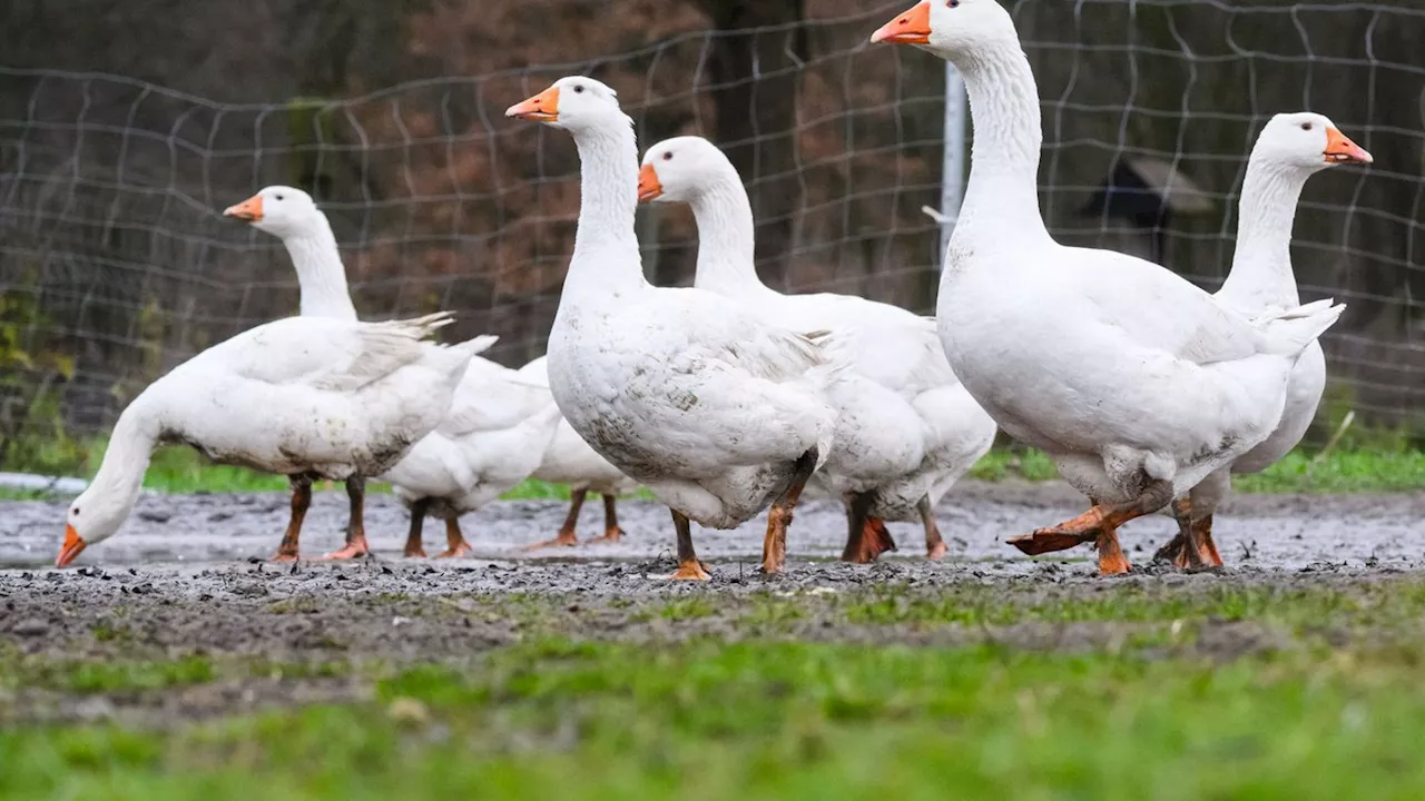 Hohe Nachfrage nach einheimischen Gänsen