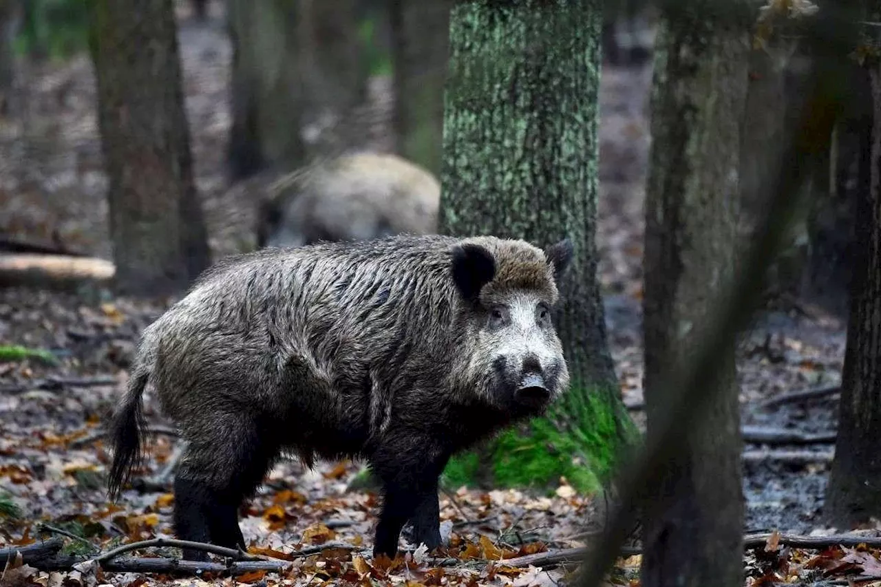 18 Animaux Abattus Suite à une Détection de la Maladie d'Aujeszky en Dordogne