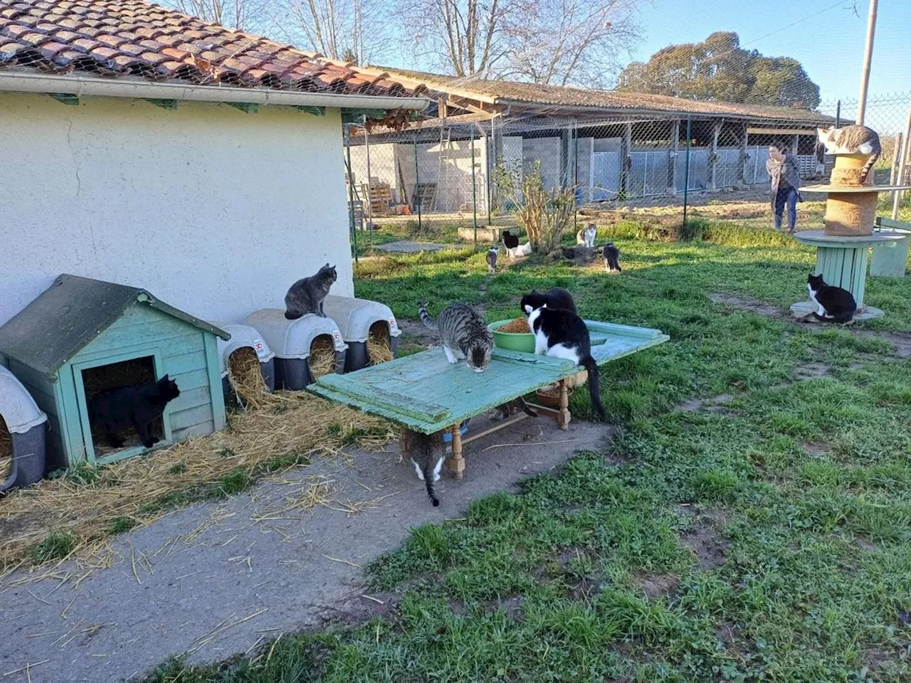 Le refuge animalier Inaya organise un marché de Noël