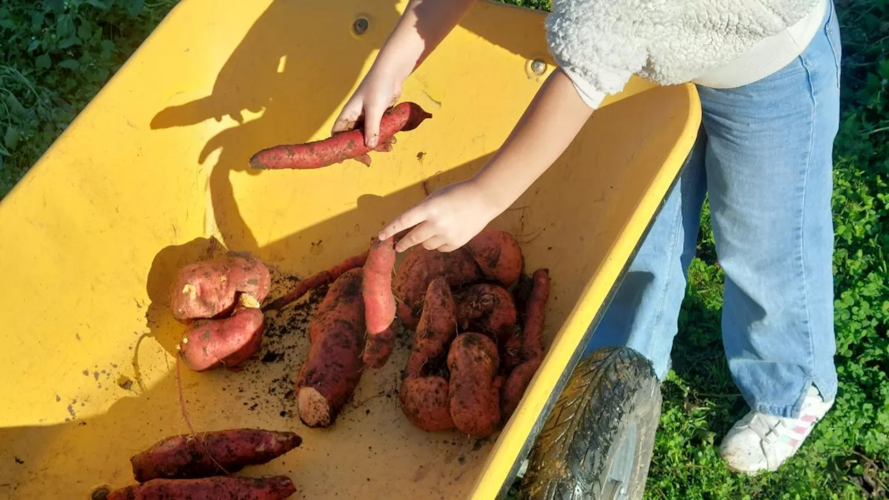 Tâches ménagères : chez les enfants aussi « les filles en font plus que les garçons », selon une étude