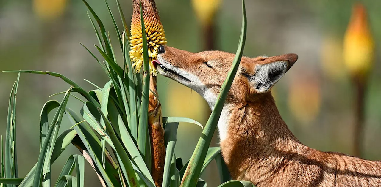 Ethiopian Wolves: Unexpected Pollinators?