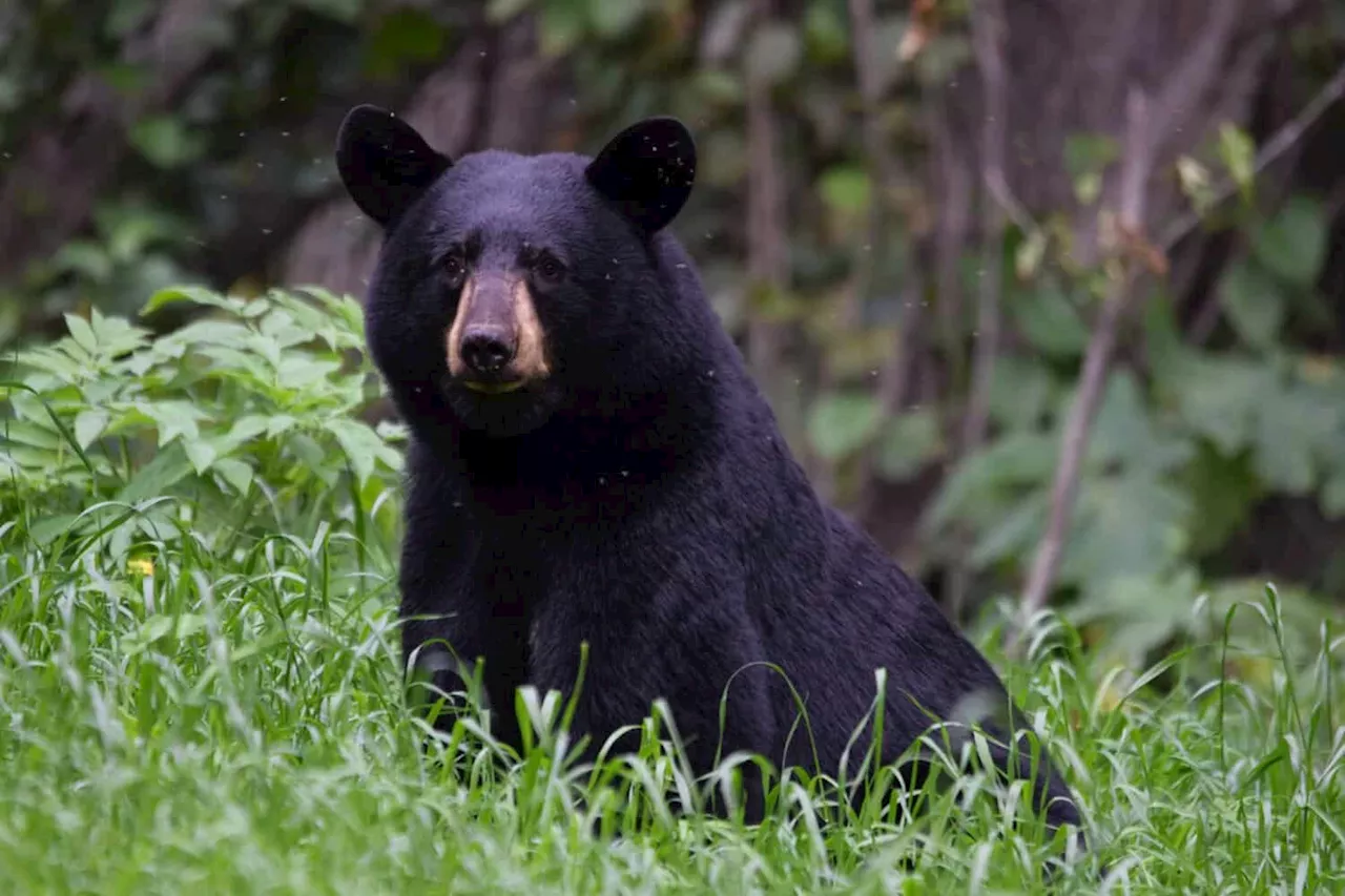 Virginia Hunter Dies After Being Injured by a Bear