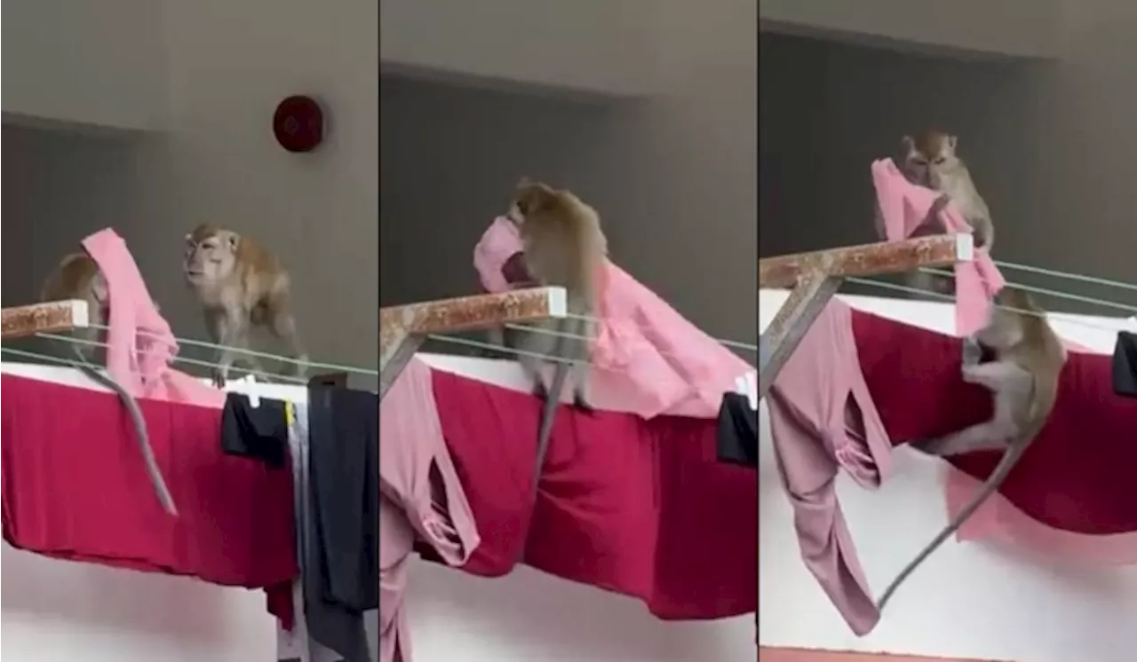 Two Monkeys Playfully Fight Over a Pink Scarf