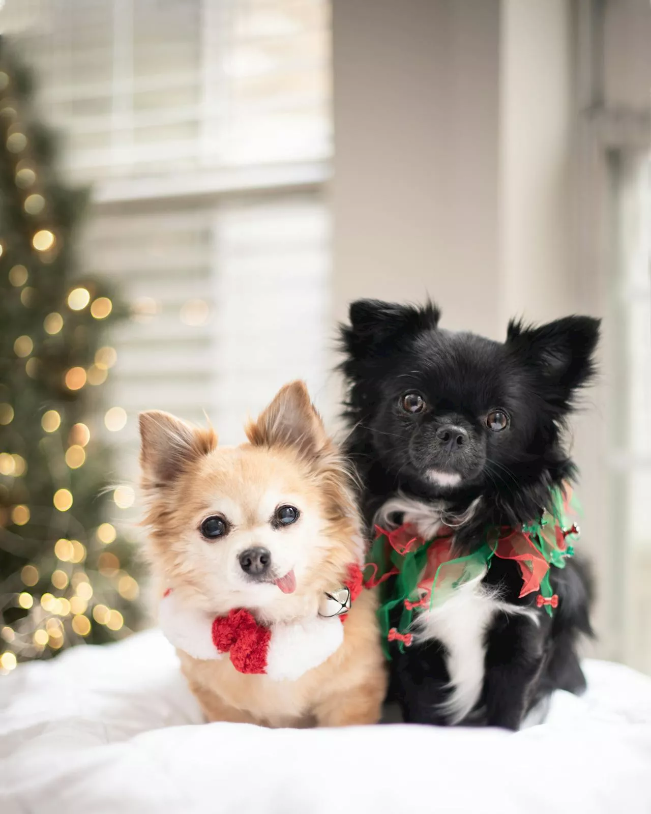 Pet-Proofing Your Holiday Home: A Guide to Festive Safety