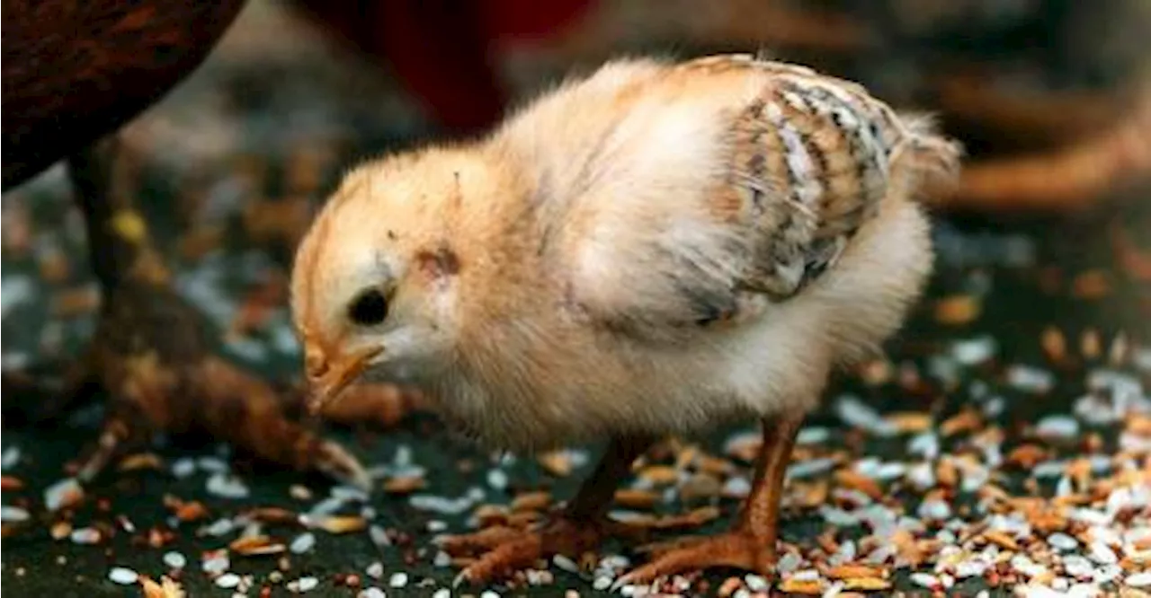 Man dies after swallowing live chick in India