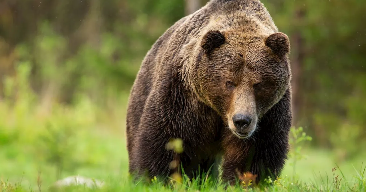 Jagd Unfall im US-Bundesstaat Virginia: Bär fällt auf Mann nach Schuss