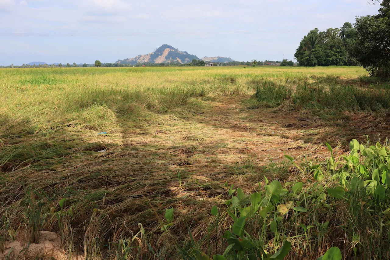 Kelantan Floods Cause RM33.2 Million in Agricultural Losses