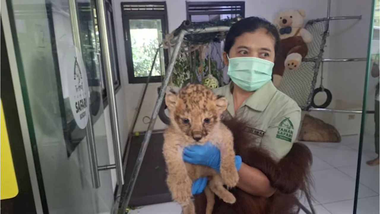 Taman Safari Indonesia Berkah Natal dan Tahun Baru: Kelahiran Satwa Langka dan Kedatangan Golden Tiger