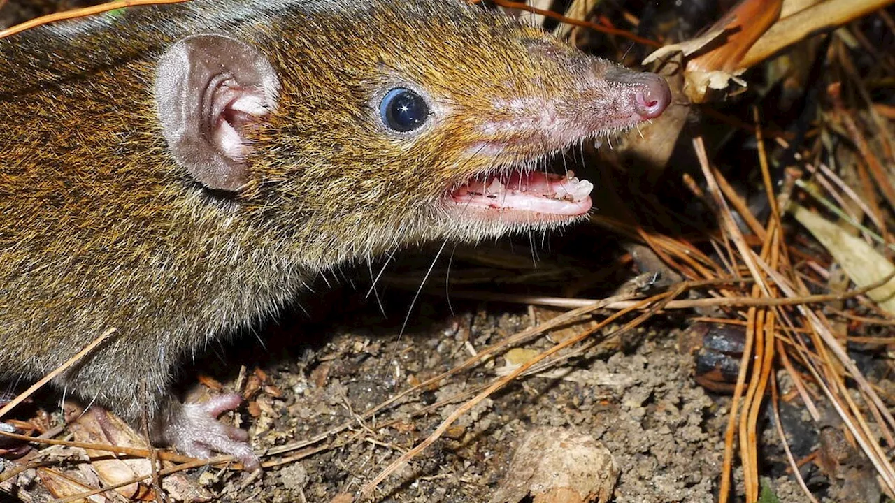 Südostasien: Forscher entdecken mehr als 200 Pflanzen- und Tierarten am Mekong