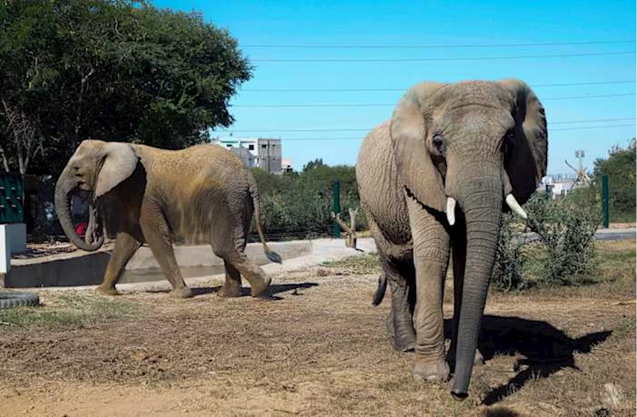 Animal welfare group says bacterial infection killed Sonia the elephant in Pakistan