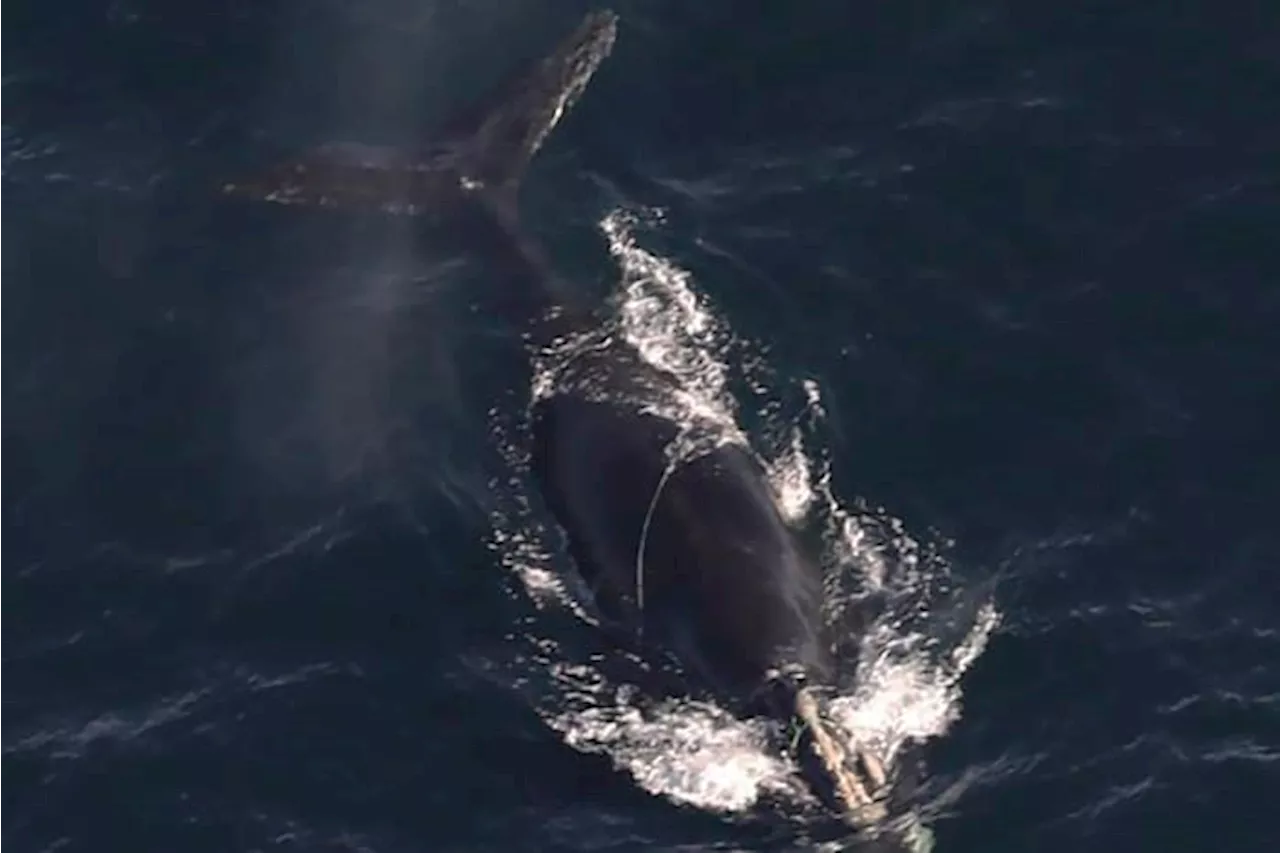 Endangered Whales Entangled in Fishing Gear off Massachusetts