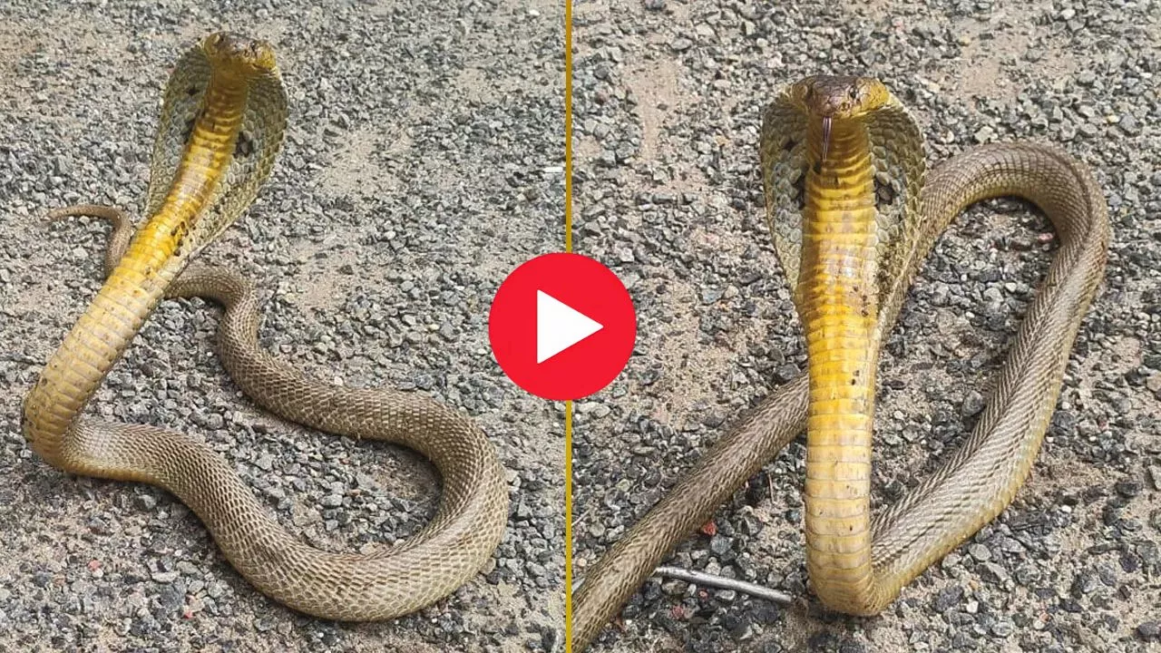 Rare Golden King Cobra Snake Video Goes Viral