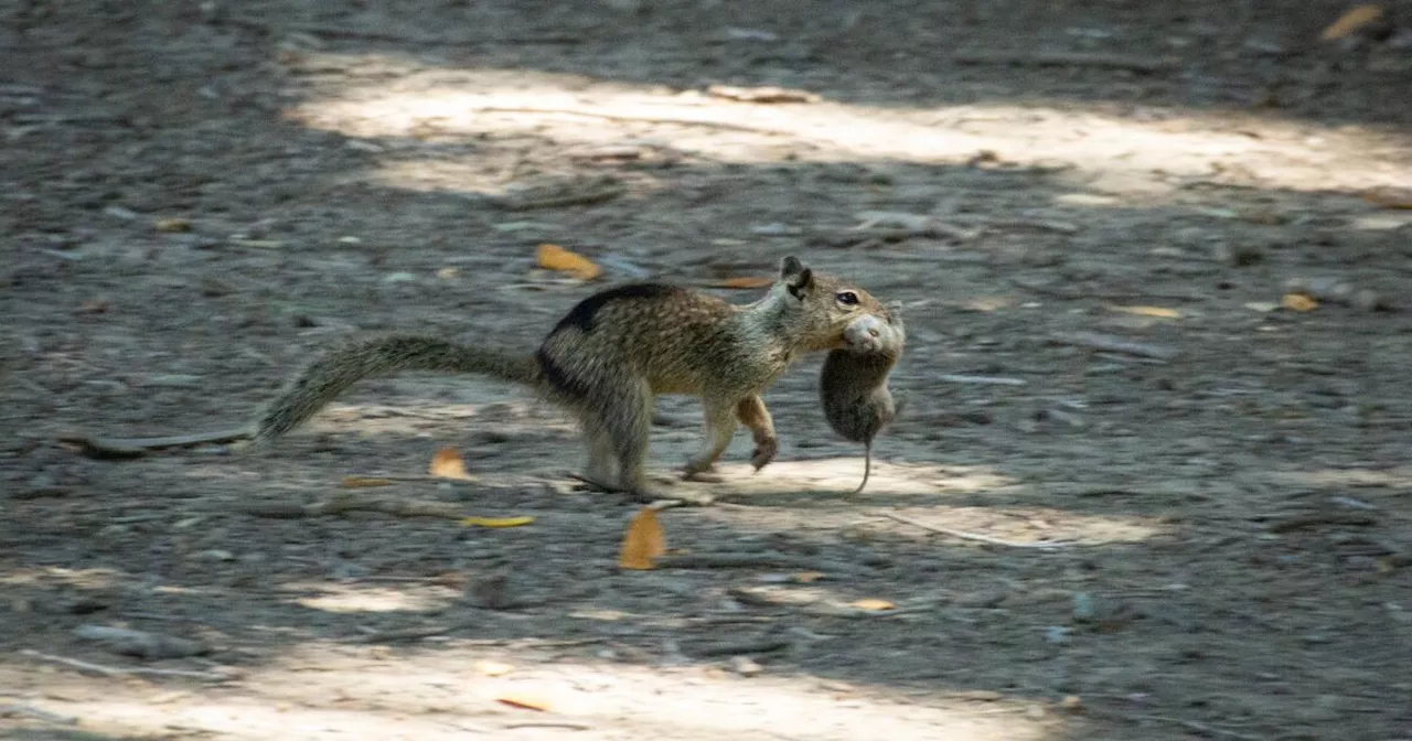 California Ground Squirrels Turn Carnivorous, Hunting Voles