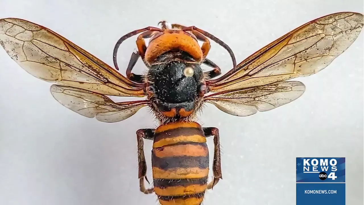 Eradication of Northern Giant Hornets in Washington State