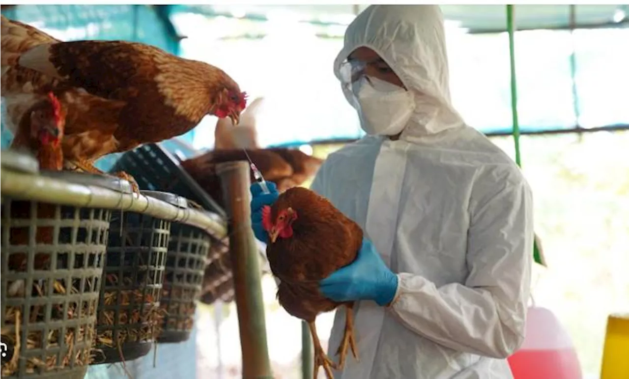 First severe bird flu case in US sparks alarm