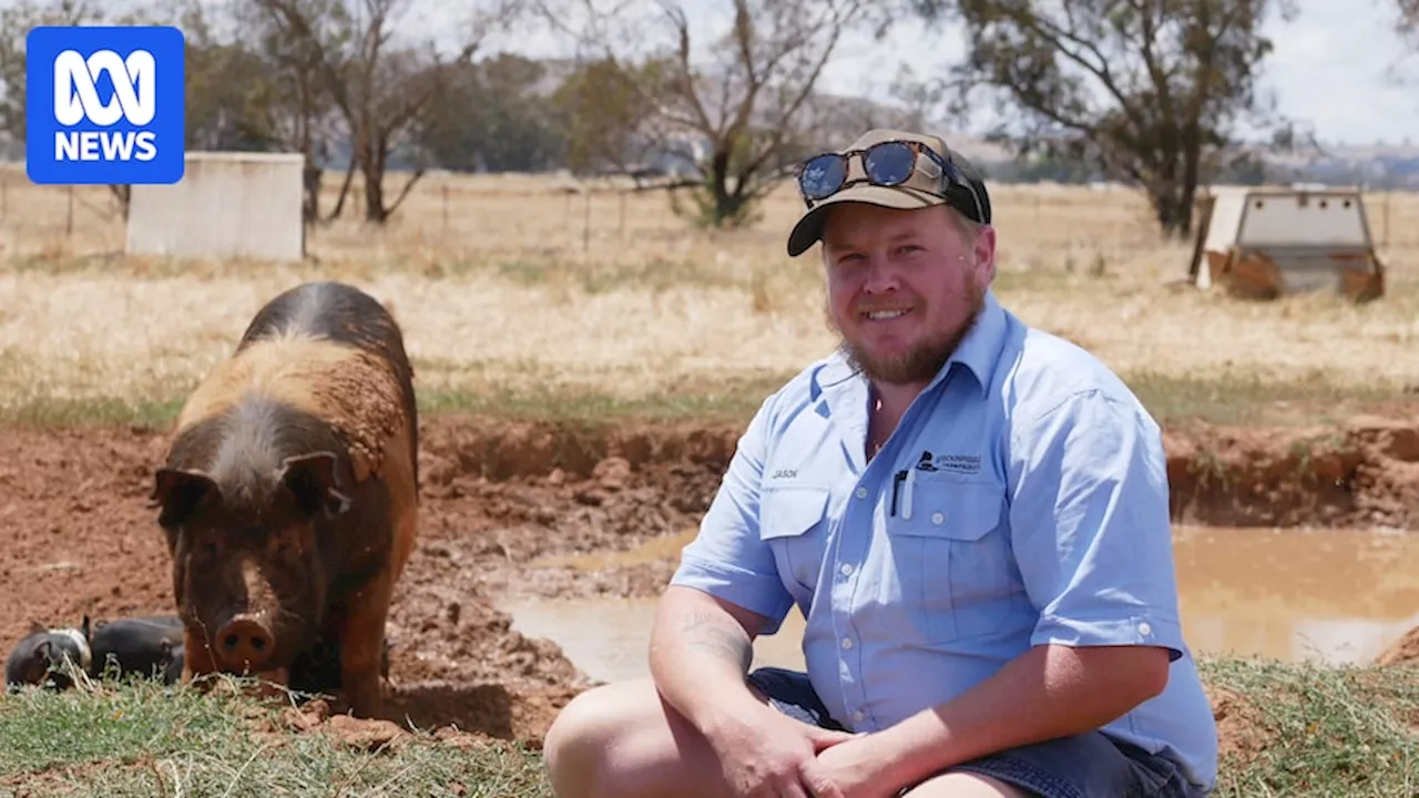 Australian Farmer Turns Pig Farm into Agritourism Success