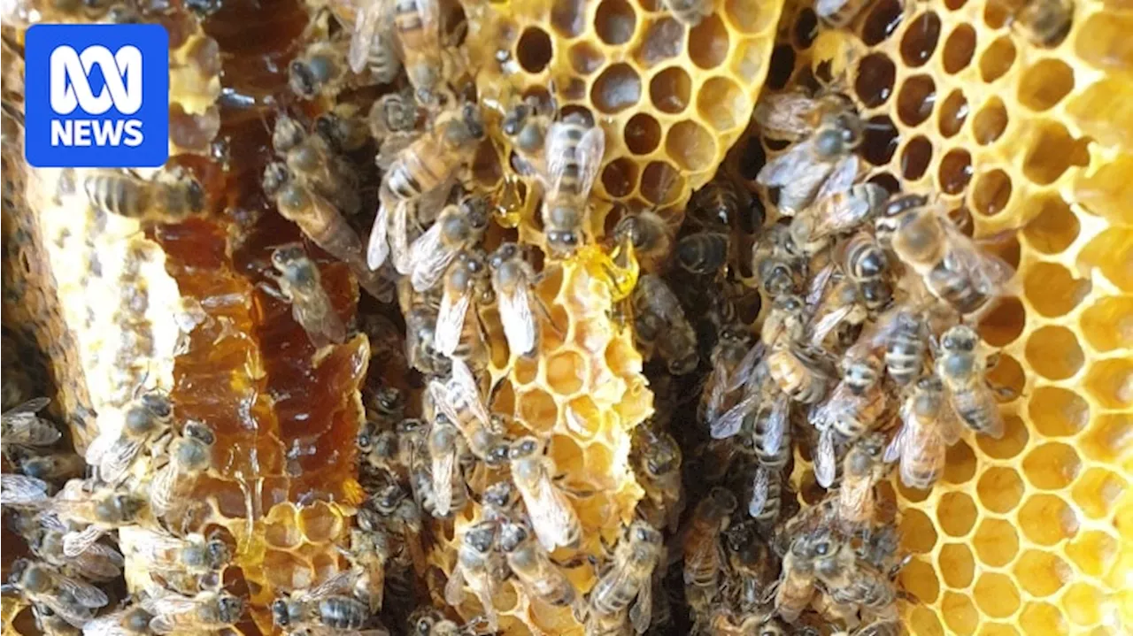 Beekeepers in Victoria Busier Than Ever Removing Swarms