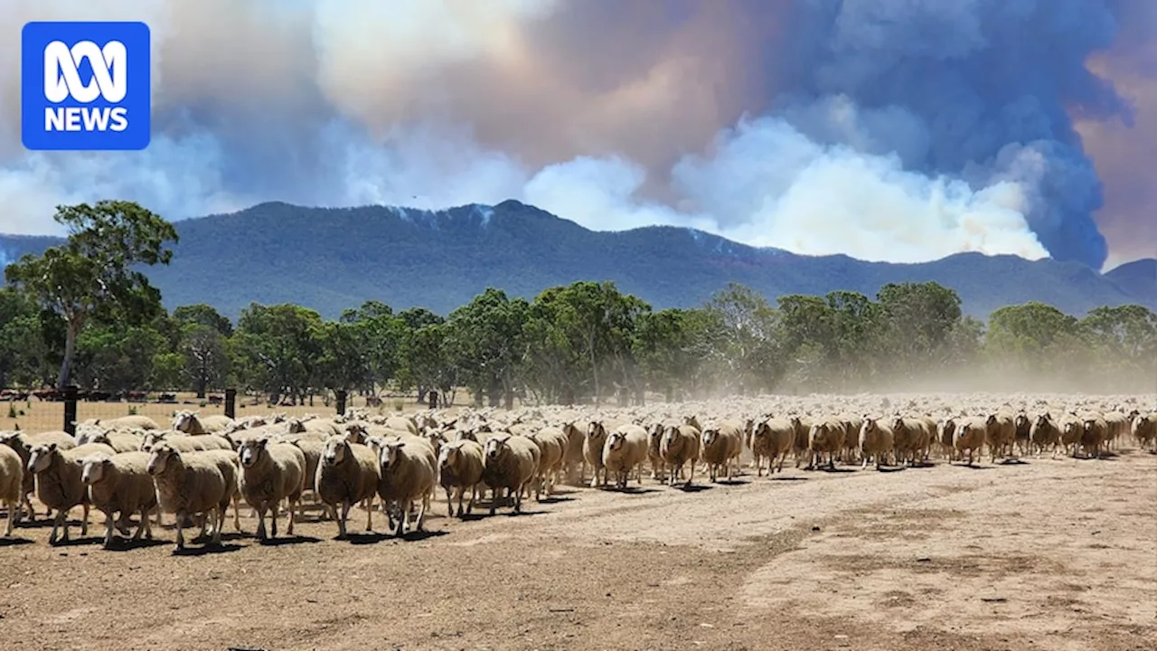 Bushfires Force Christmas Holiday Cancellations in Grampians National Park