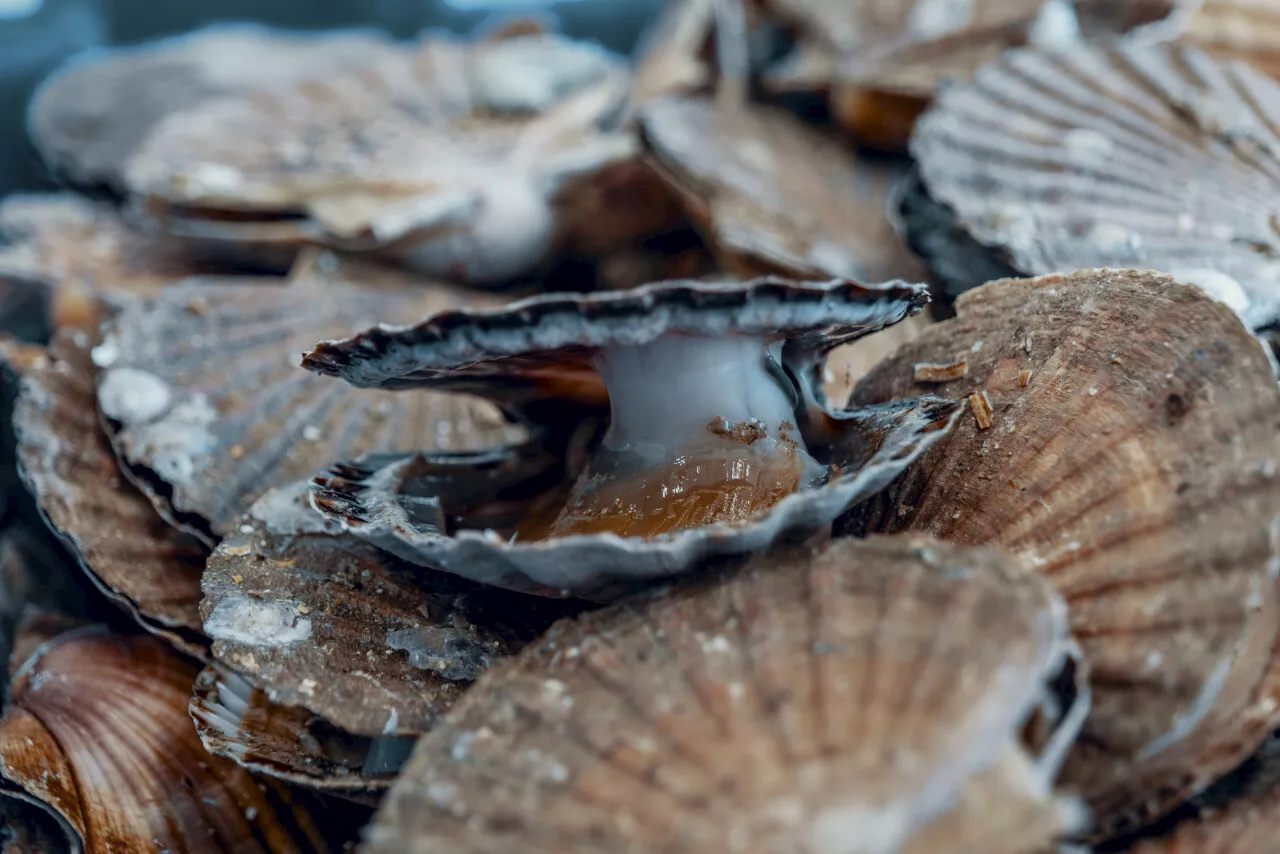 Contrôle de la vente de coquilles Saint-Jacques à Ouistreham