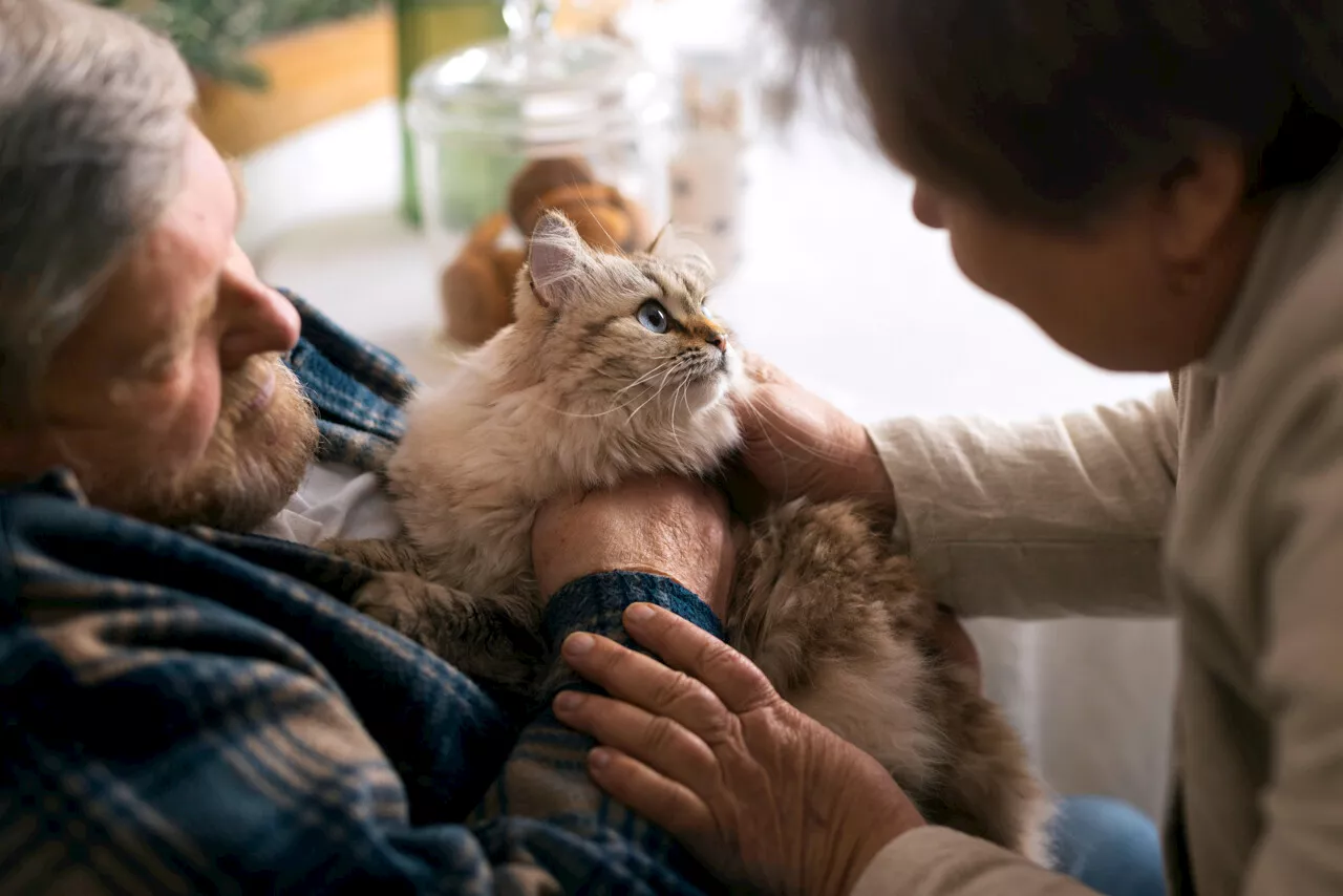 Ils sont tellement mignons et affectueux : comment les chats améliorent la vie dans les Ehpad