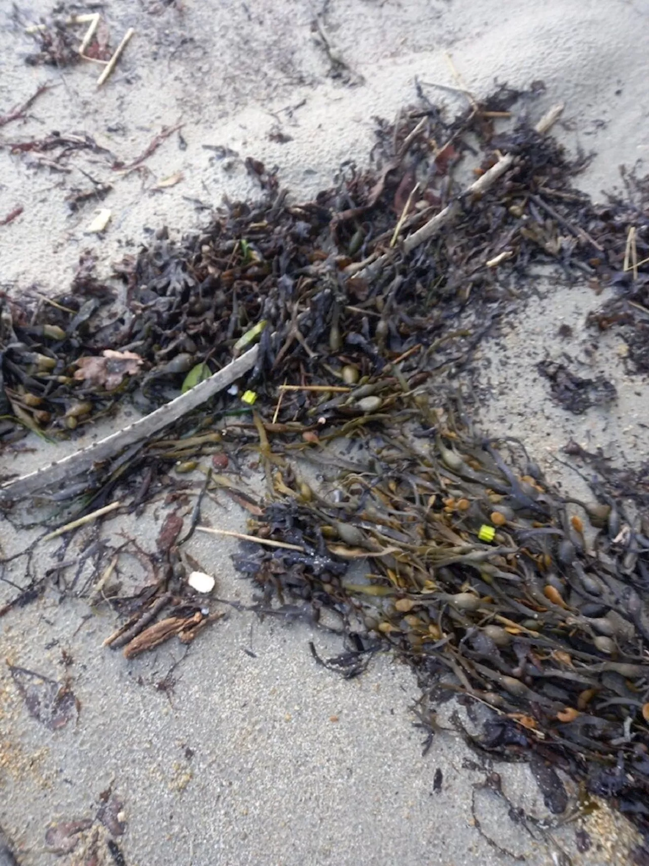 Nouveaux déchets plastiques découverts sur les plages du Finistère