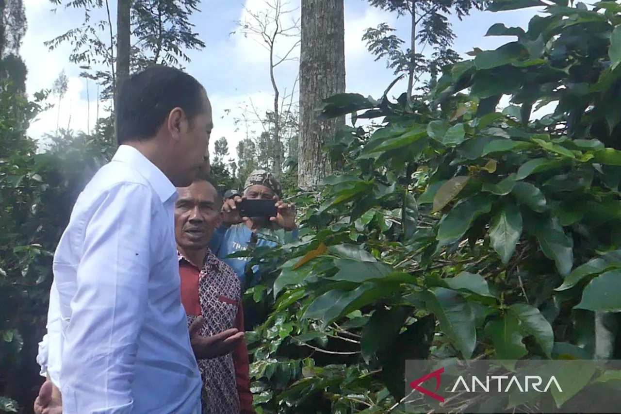 Jokowi Minta Petani Temanggung Jaga Kualitas Kopi Petik Merah