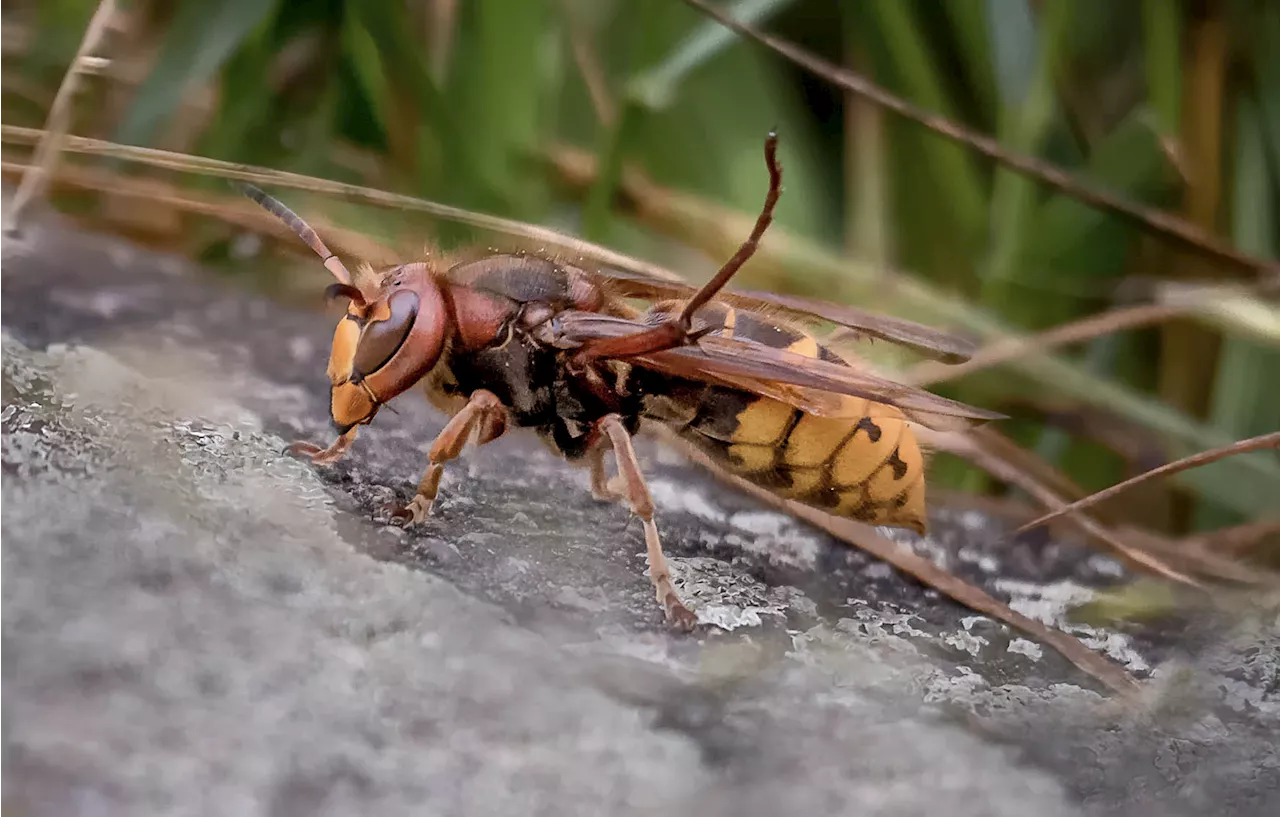 Murder Hornet Invasion Eradicated in the US