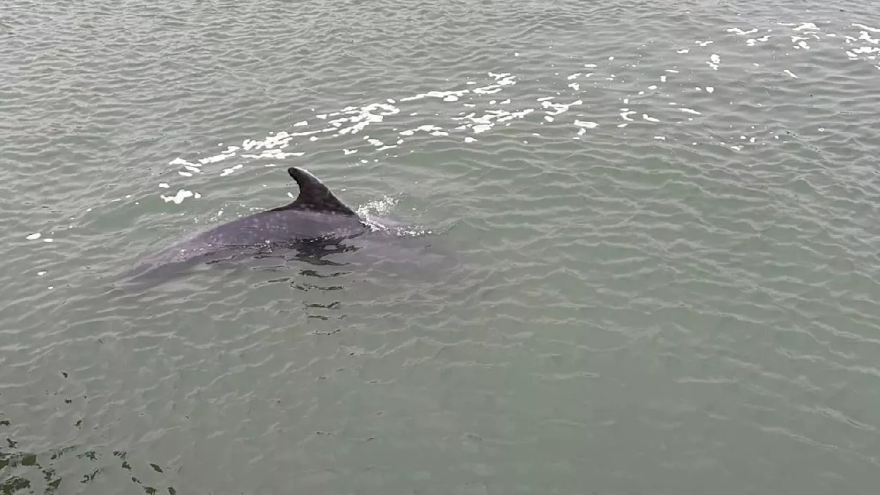 Der Delfin Delle Verschwindet aus der Ostsee