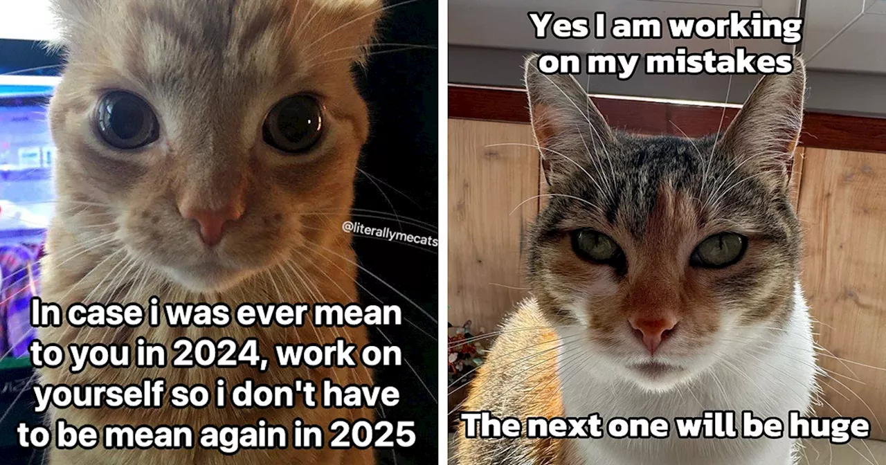 39 Hilarious Cat Memes That Are So Relatable They May Make You Say “That’s Literally Me”