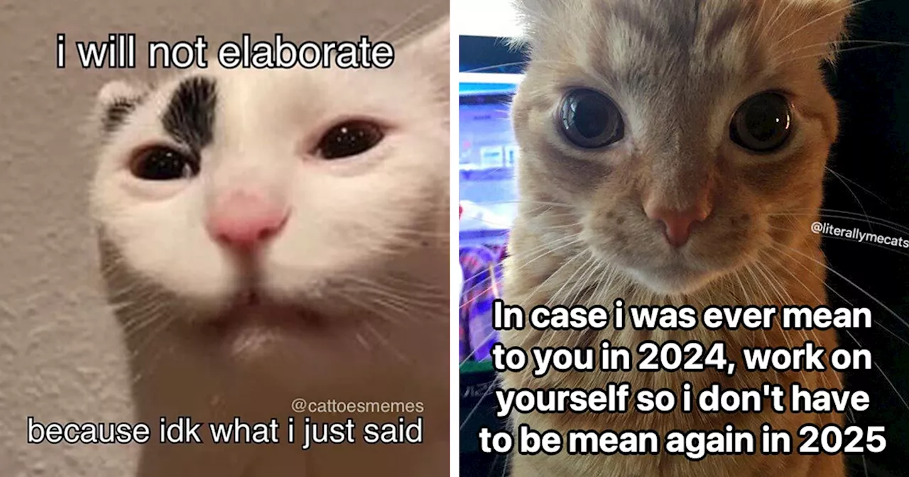 39 Hilariously Relatable Cat Memes Spotted On The @LiterallyMeCats IG Account