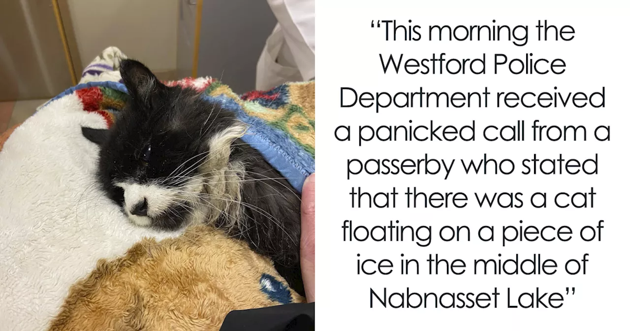 Blind Senior Cat Rescued from Freezing Lake