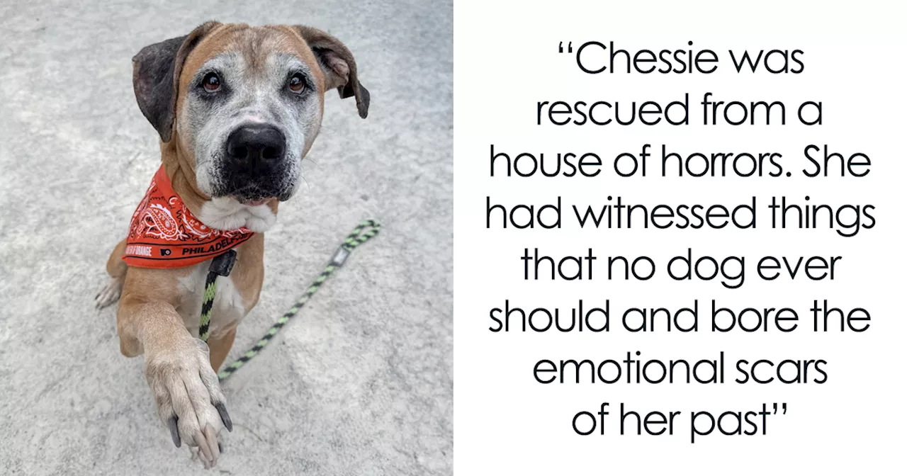 Senior Dog Chessie Finds Hope After Horrific Discovery