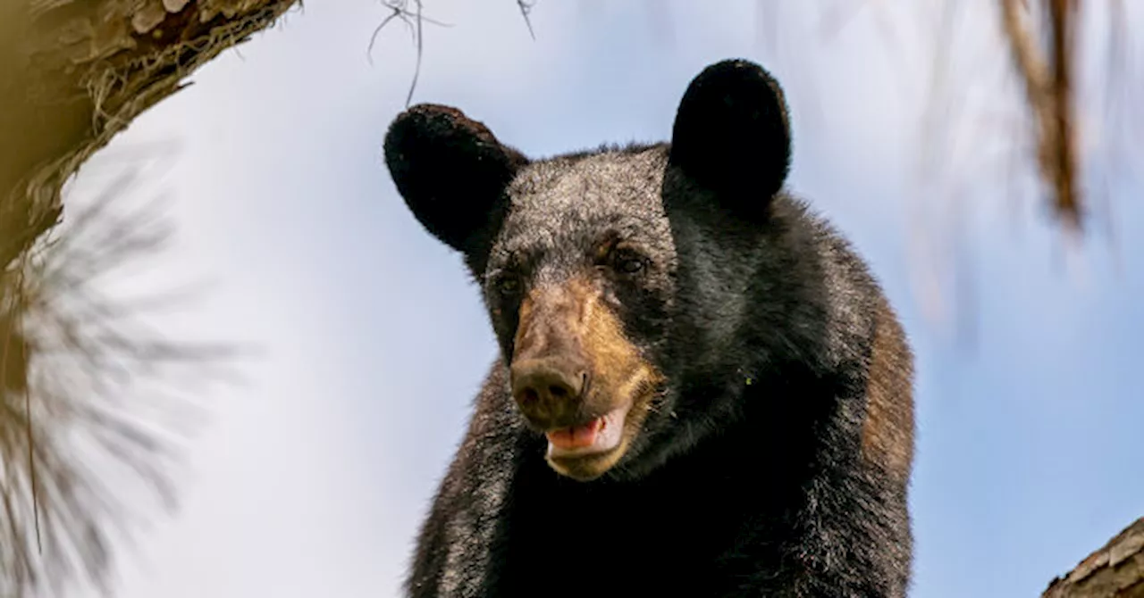 Hunter Killed After Bear Falls From Tree