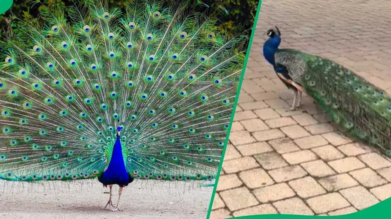 “The Beauty of God’s Creature”: SA Amazed by Peacock Only Responding to Zulu Language