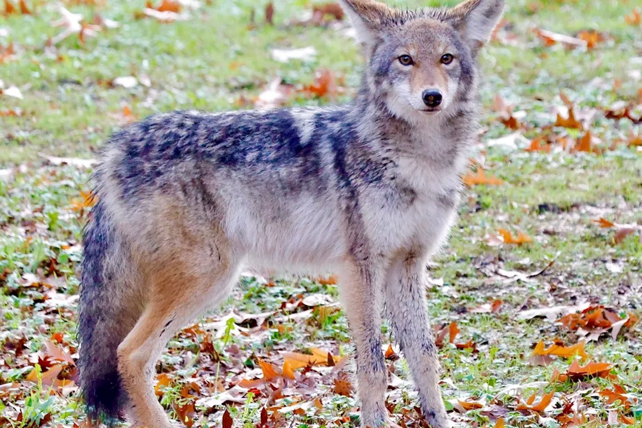 Coyote Attacks Two in Richmond's Hamilton Neighbourhood