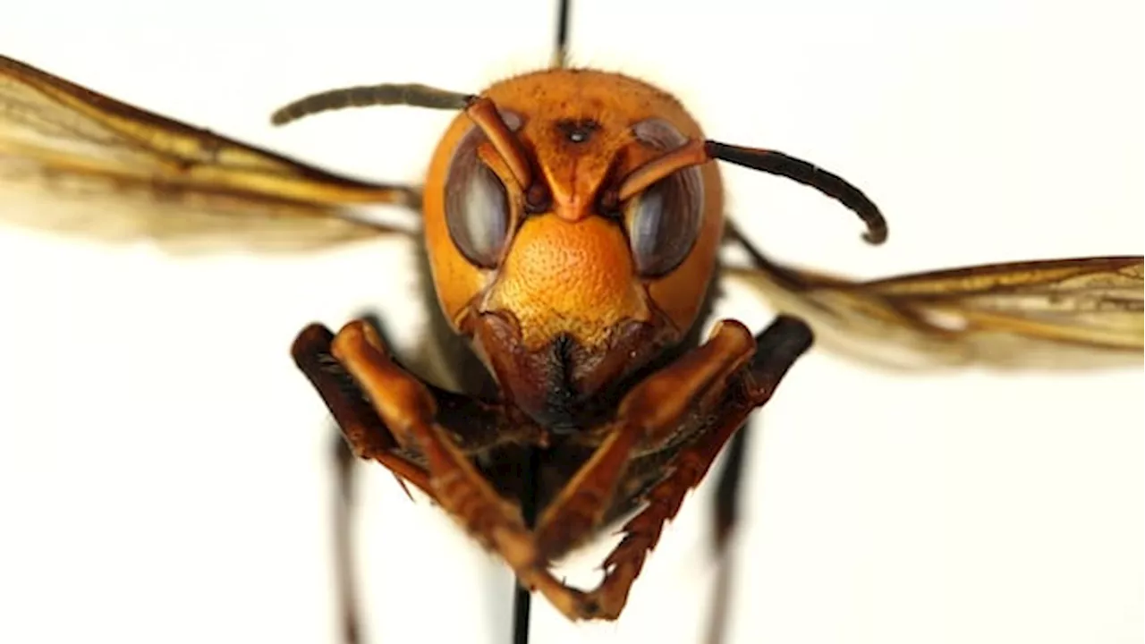 Murder Hornets Eradicated in the United States