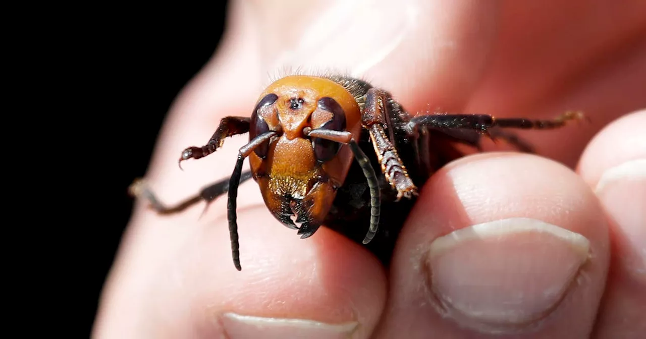 Murder Hornets Eradicated in the US