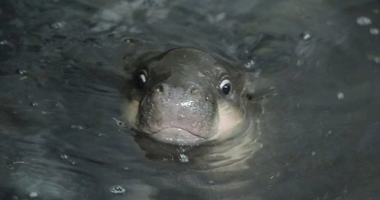 Edinburgh Zoo's Haggis Takes a Winter Swim