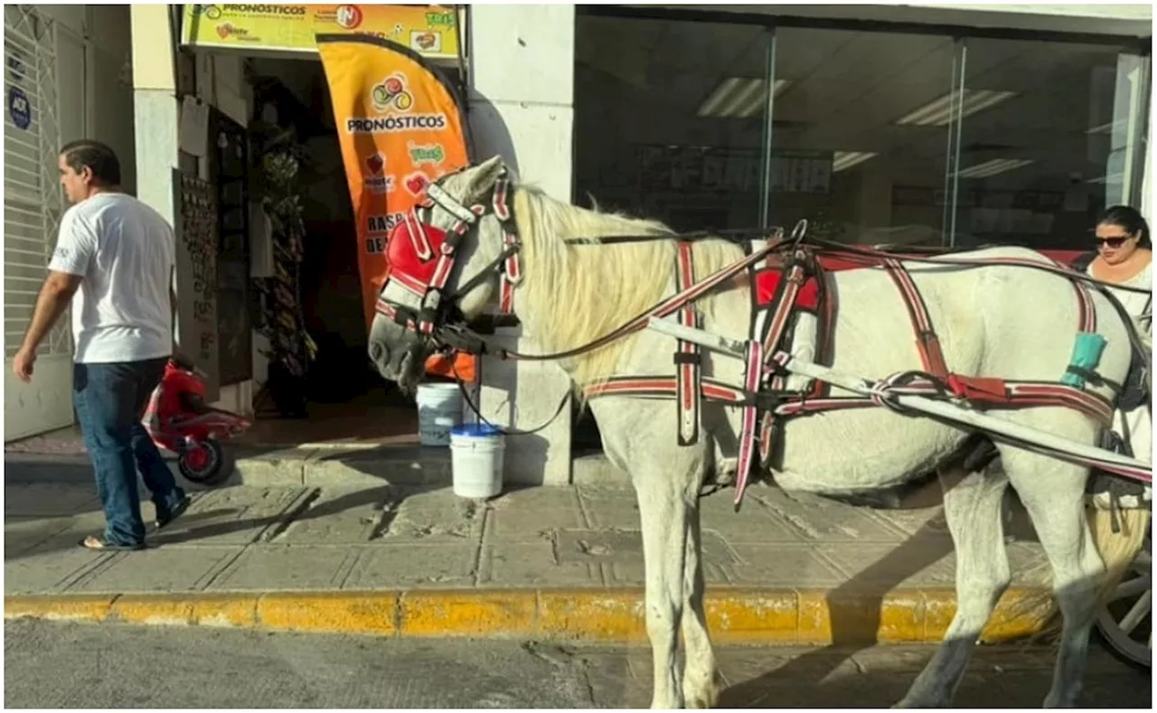 Denuncian maltrato a caballo de calesa en Yucatán; el animal tiene una herida en su cuerpo