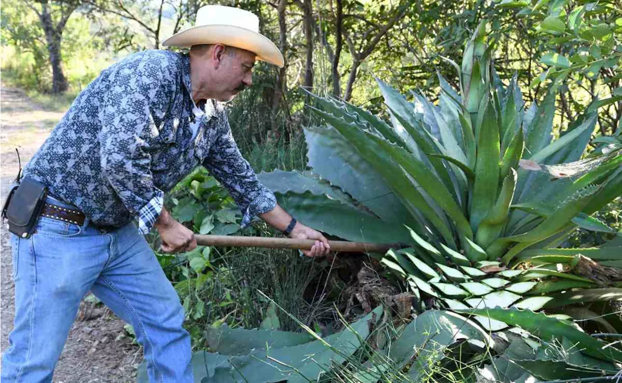 Senado busca modernizar marco legal de industria mezcalera; prioriza reconocimiento de productoras