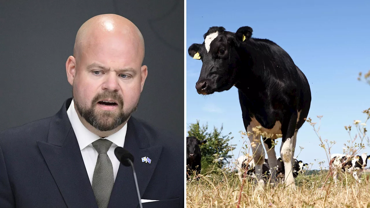 Regeringen missnöjd med nya köttråd – ska ses över