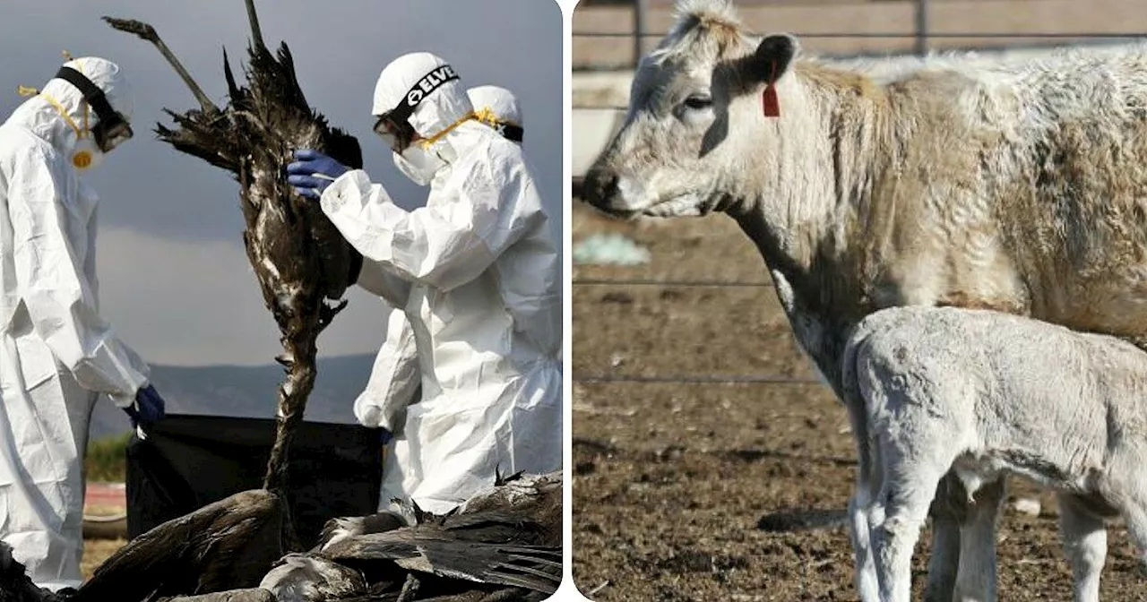 California dichiara emergenza per l'influenza aviaria nei bovini