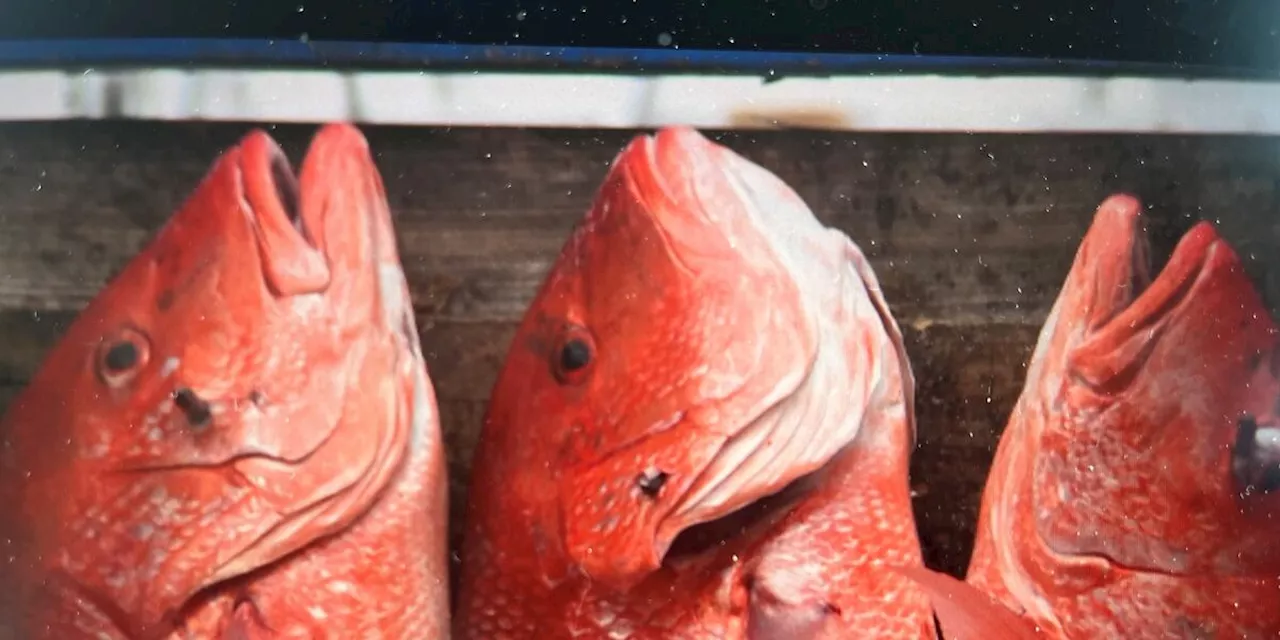 Alabama Closes 2024 Private Angler Red Snapper Season