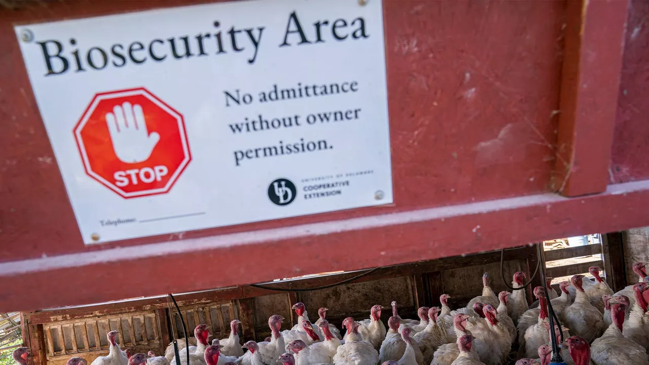 First Human Case of Bird Flu Detected in Wisconsin