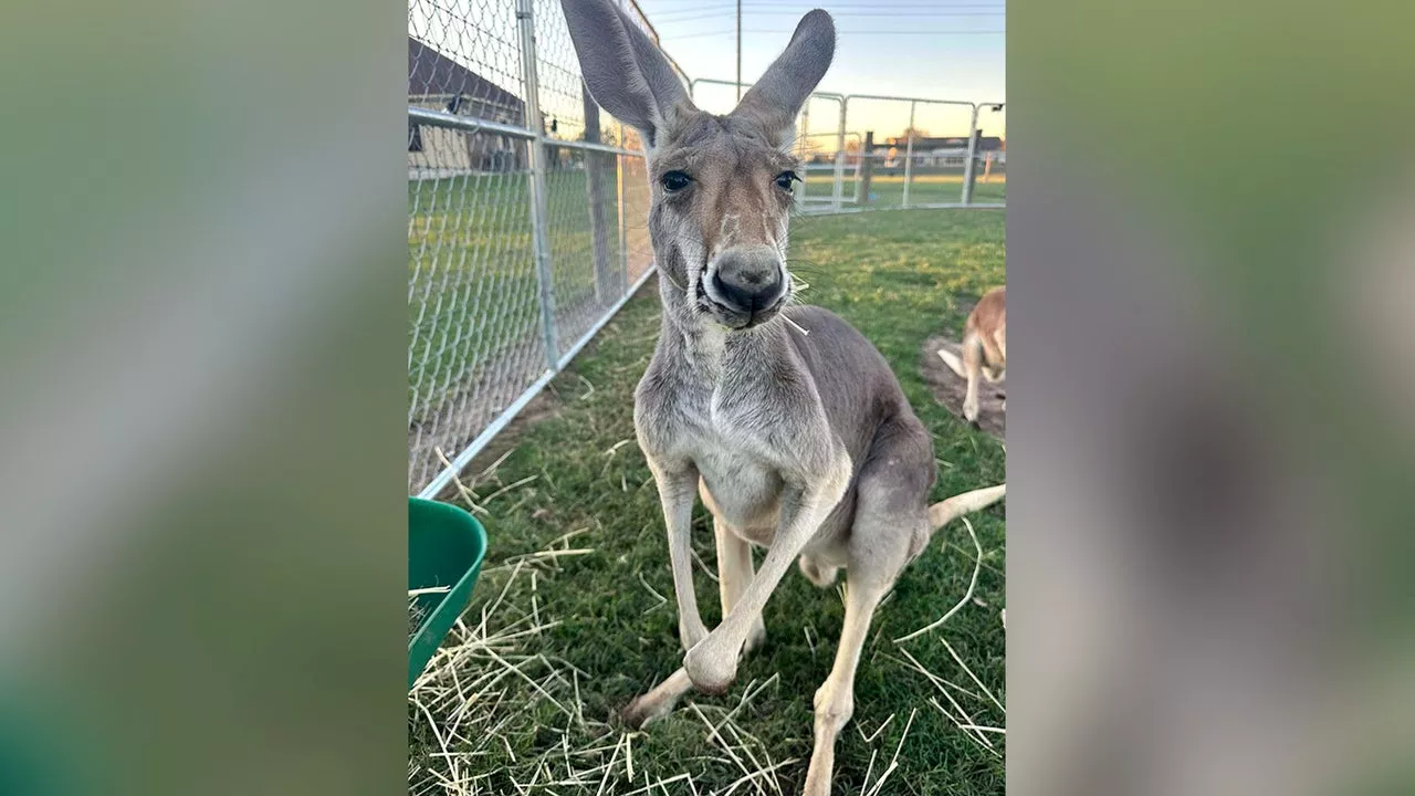 Missing Kangaroo in Sealy