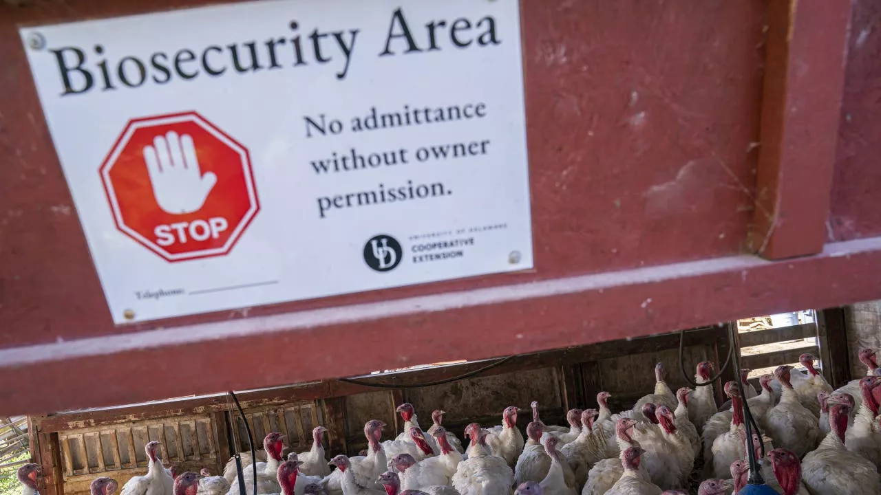 First Severe Human Case of Bird Flu in US Reported in Louisiana