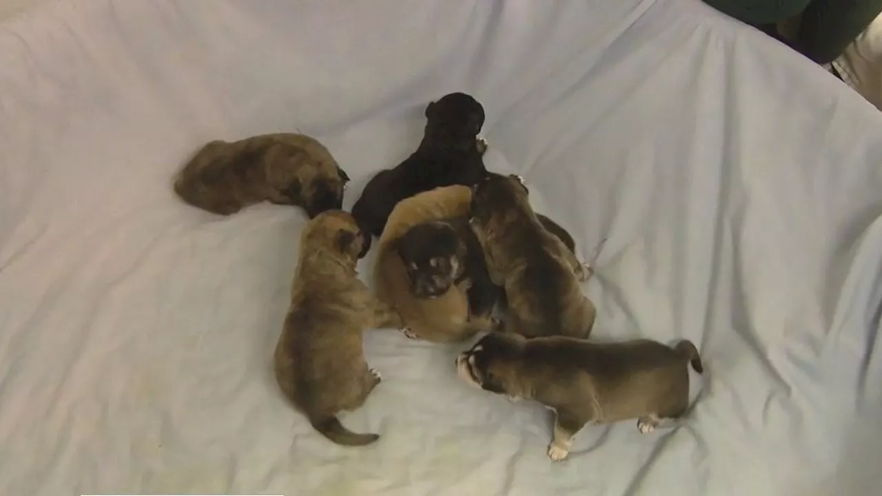 Woman Cares for 16 Abandoned Puppies, Seeks Fosters