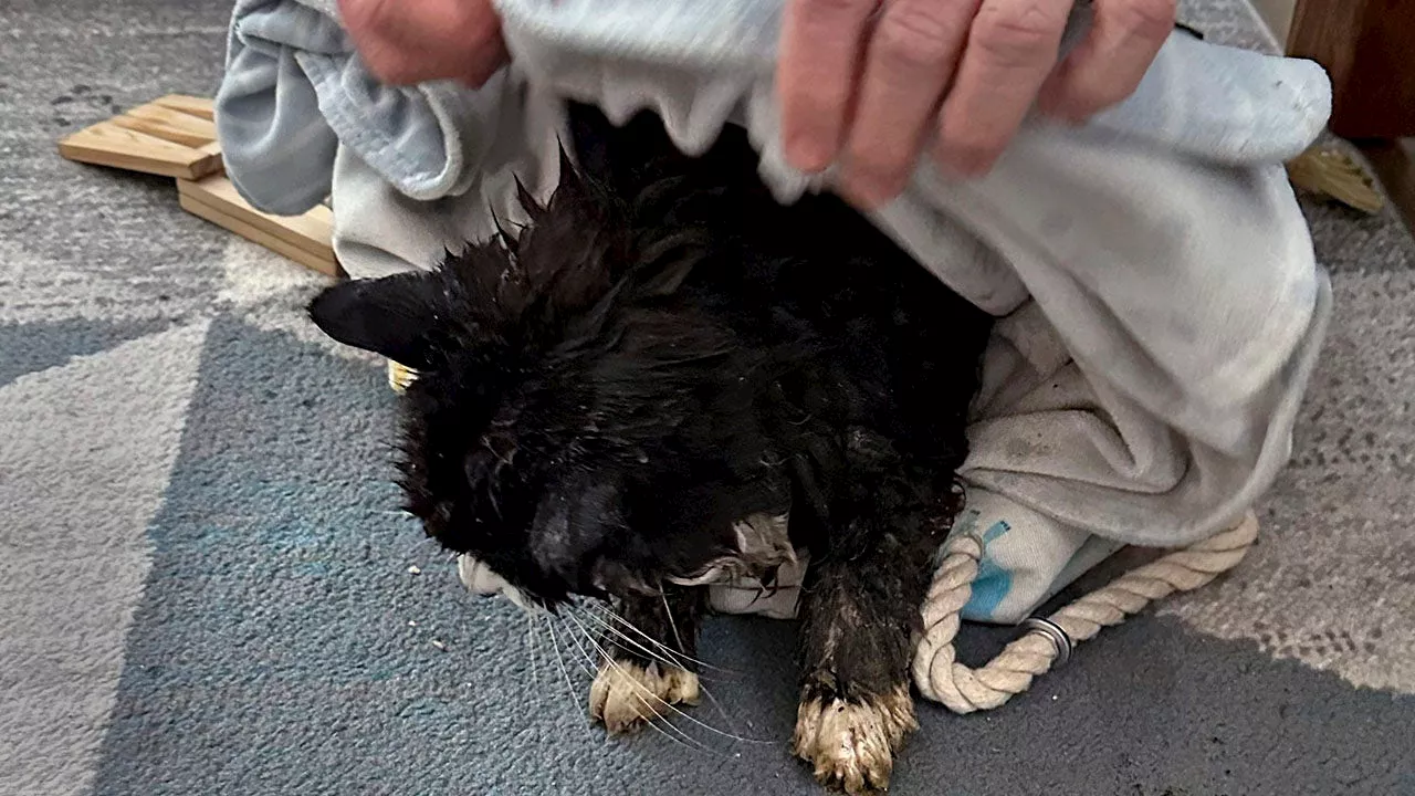 Blind Black-and-White Cat Pulled from Icey Pond in 'Miracle' Rescue