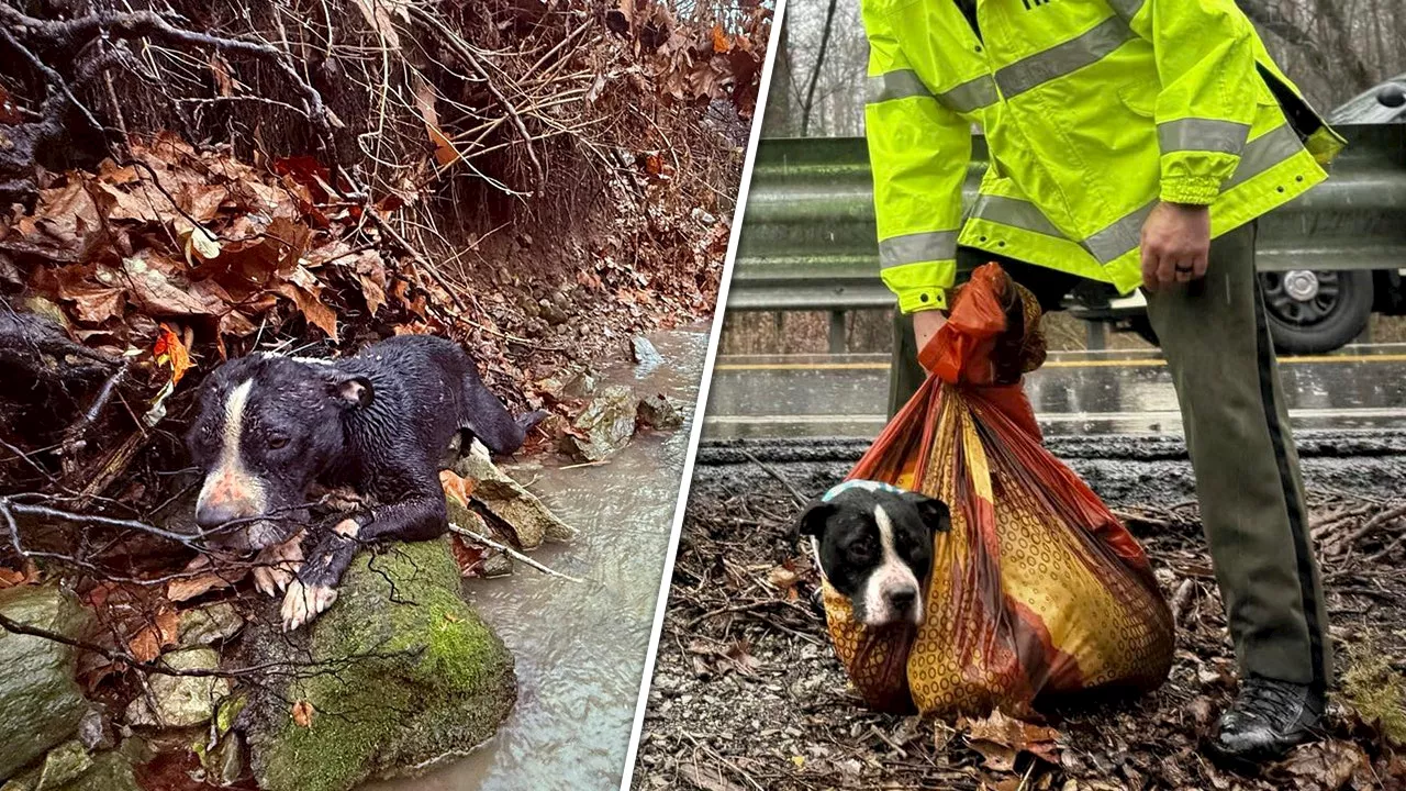 Missing Tennessee Dog Found Injured in Ravine, Reunited with Family Thanks to Social Media