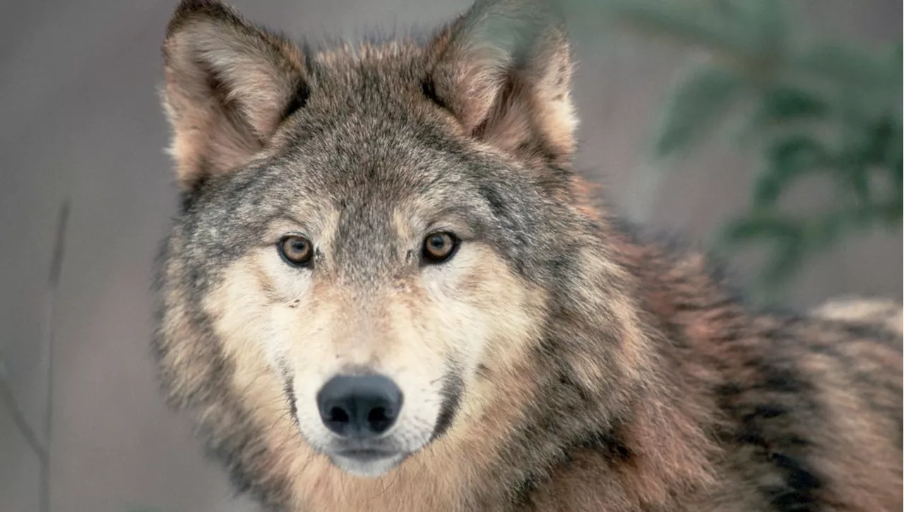 Le Loup en France et en Suisse: Entre Protection et Tension